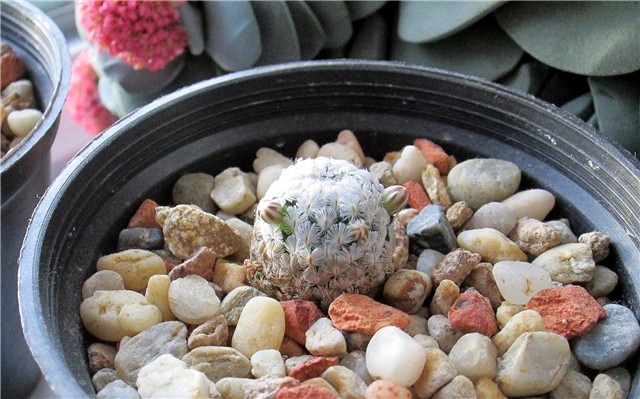 mammillaria sanchez-mejoradae